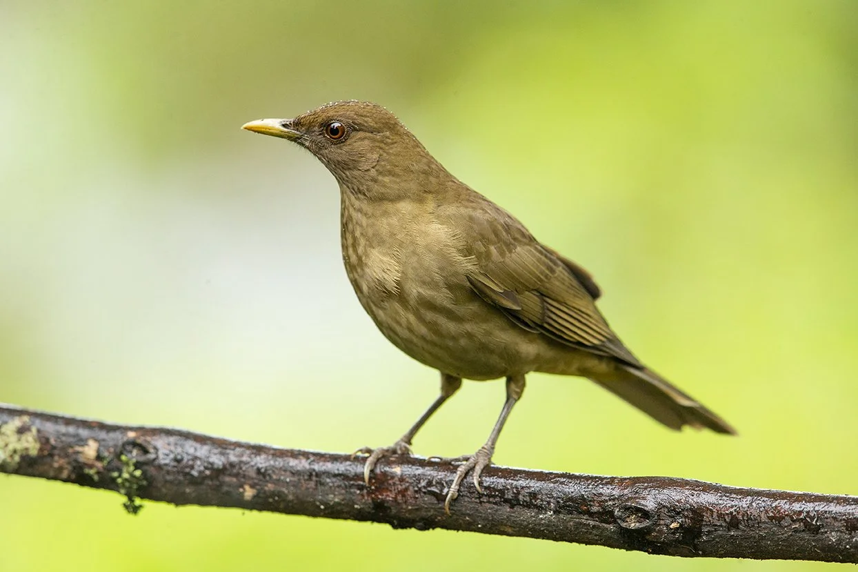 CLAY_COLORED_THRUSH_02.jpg