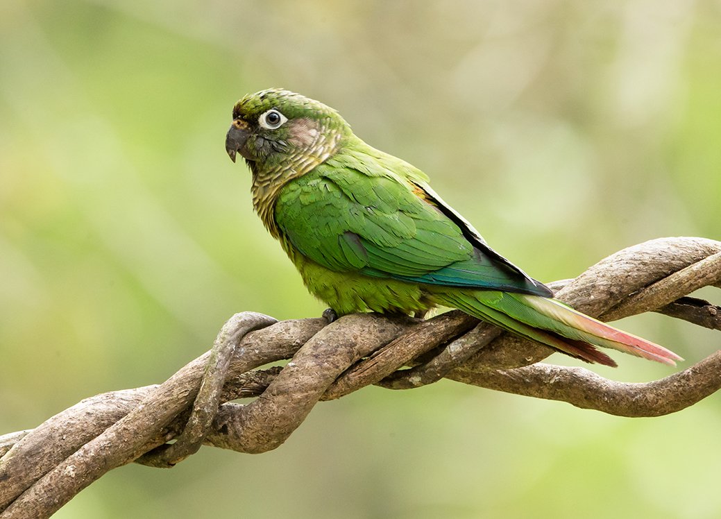 MAROON_BELLIED_PARAKEET_02.jpg
