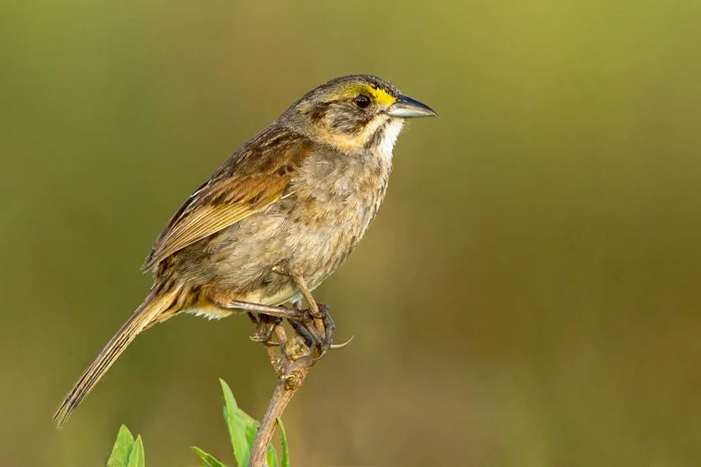 SEASIDE SPARROW