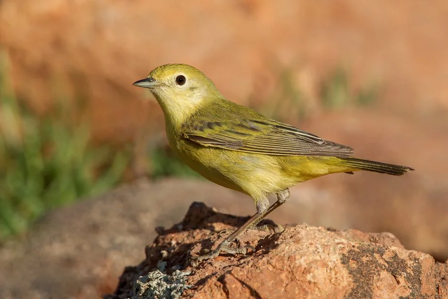 WILSON'S WARBLER