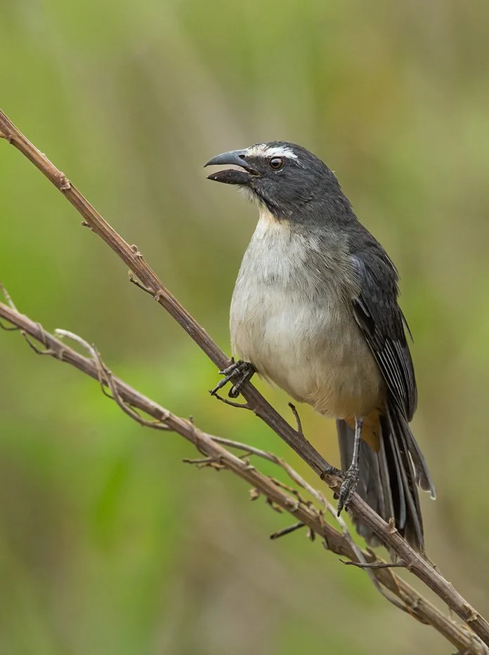 GRAYISH_SALATOR_04.jpg