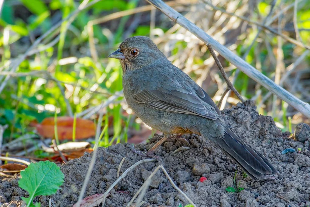 CALIFORNIA TOWHEE