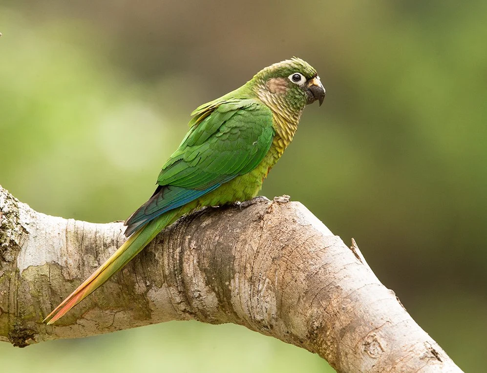 MAROON-BELLIED PARAKEET