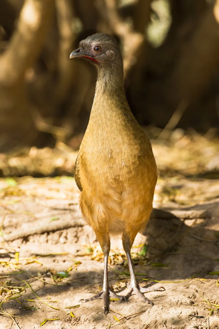 PLAIN CHACHALACA