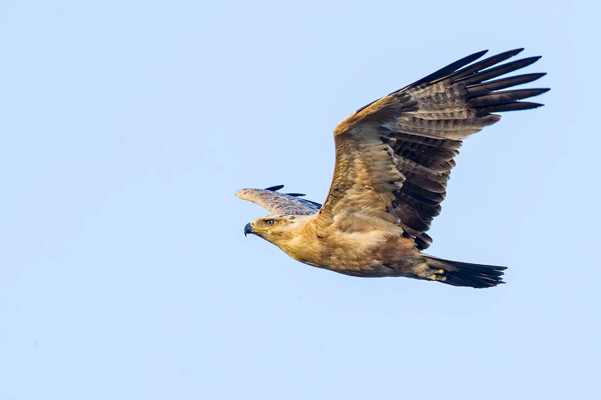 TAWNY_EAGLE_05.jpg