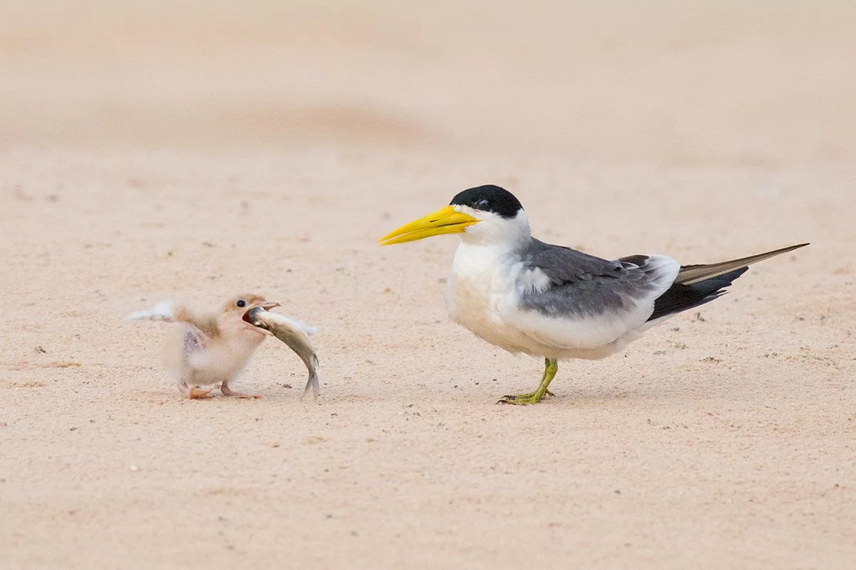 LARGE_BILLED_TERN_06.jpg
