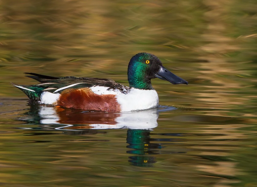 NORTHERN SHOVELER