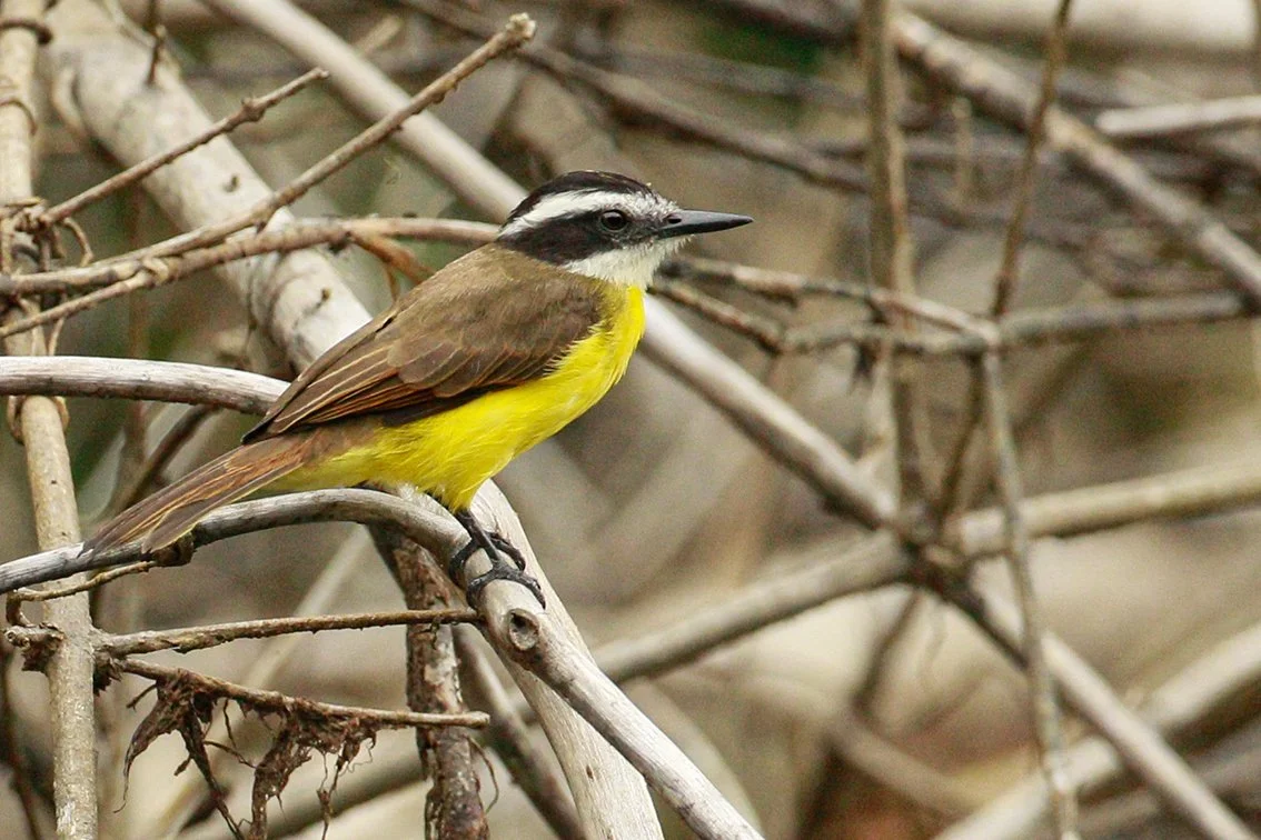 GREAT KISKADEE