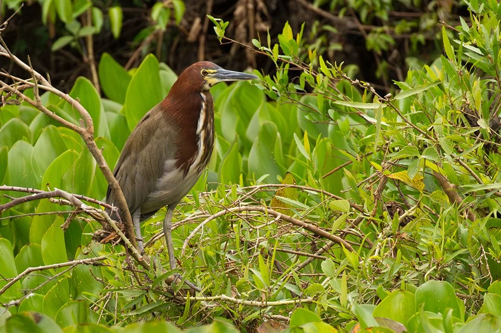 RUFESCENT_TIGER_HERON_03.jpg