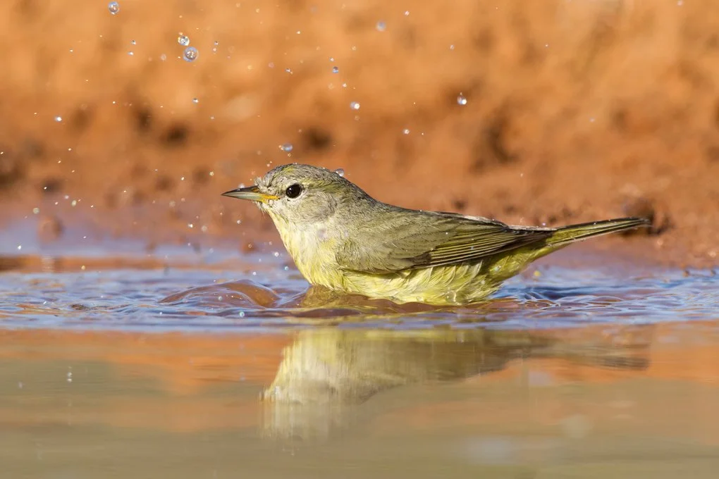 ORANGE-CROWNED WARBLER