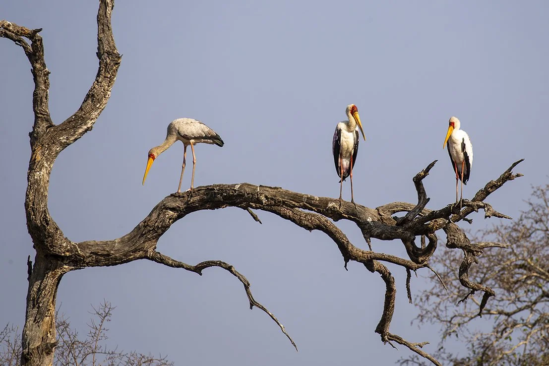 YELLOW-BILLED STORK_03.jpg