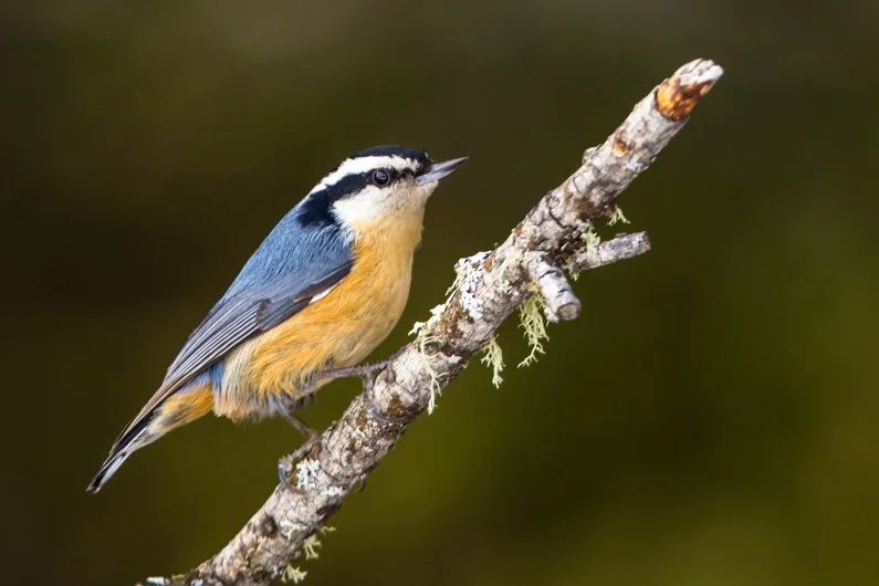 RED-BREASTED NUTHATCH