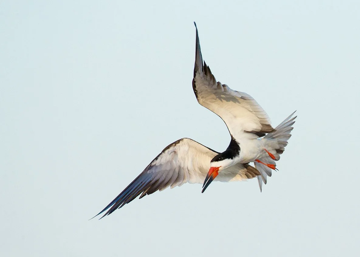 BLACK_SKIMMER_09.jpg