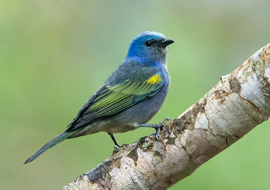 GOLDEN_CHEVRONED_TANAGER_08.jpg