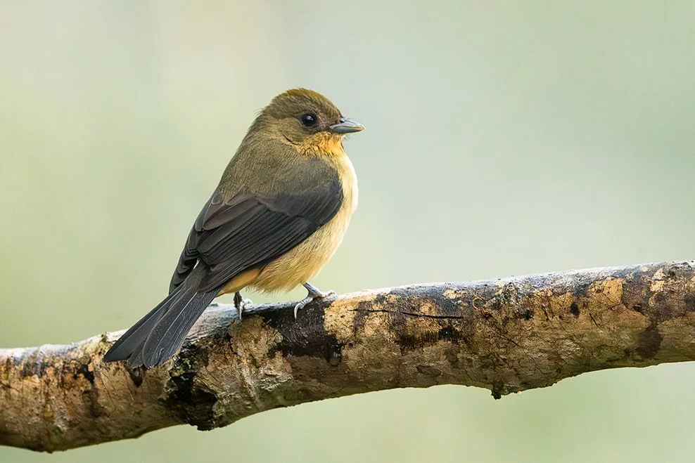 BLACK_GOGGLED_TANAGER_08.jpg