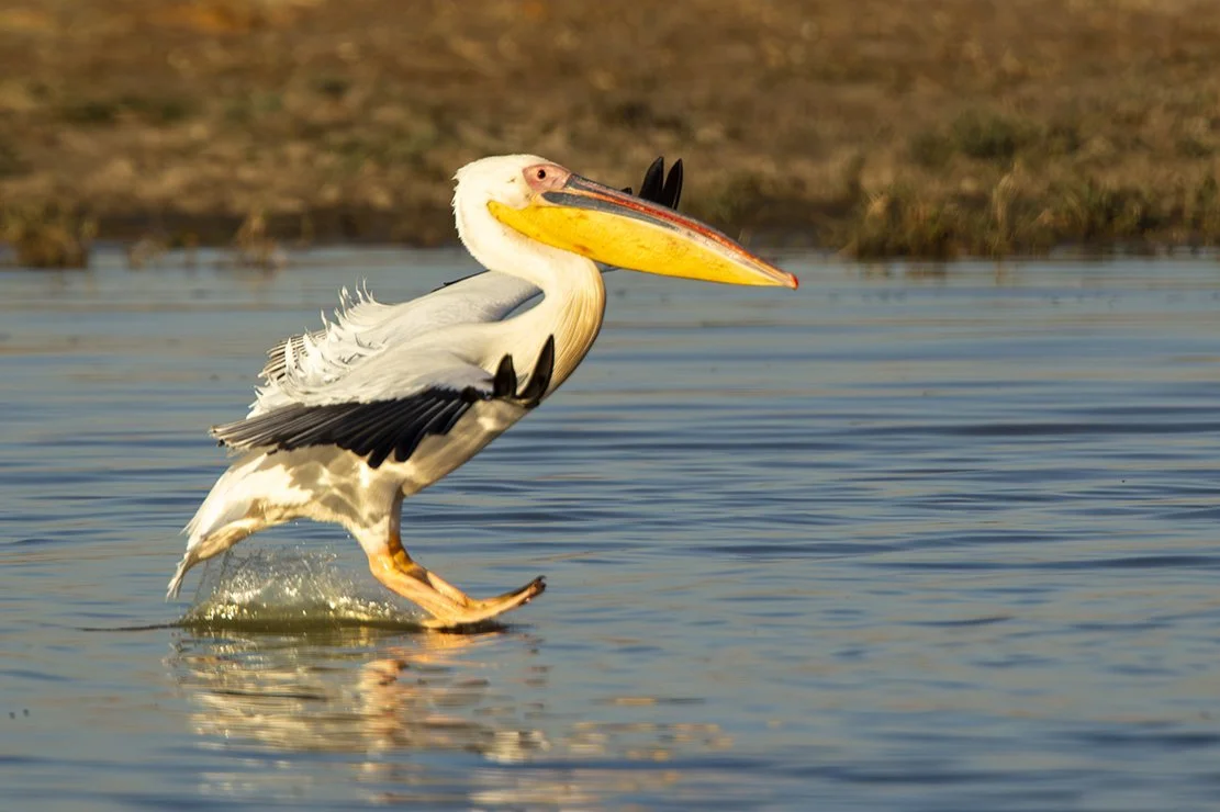 GREAT_WHITE_PELICAN_02.jpg