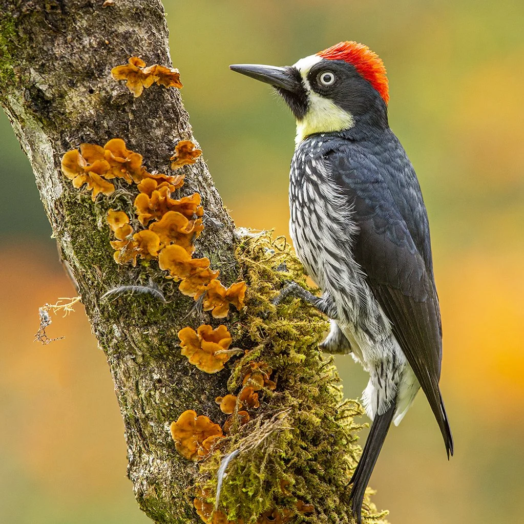 ACORN WOODPECKER