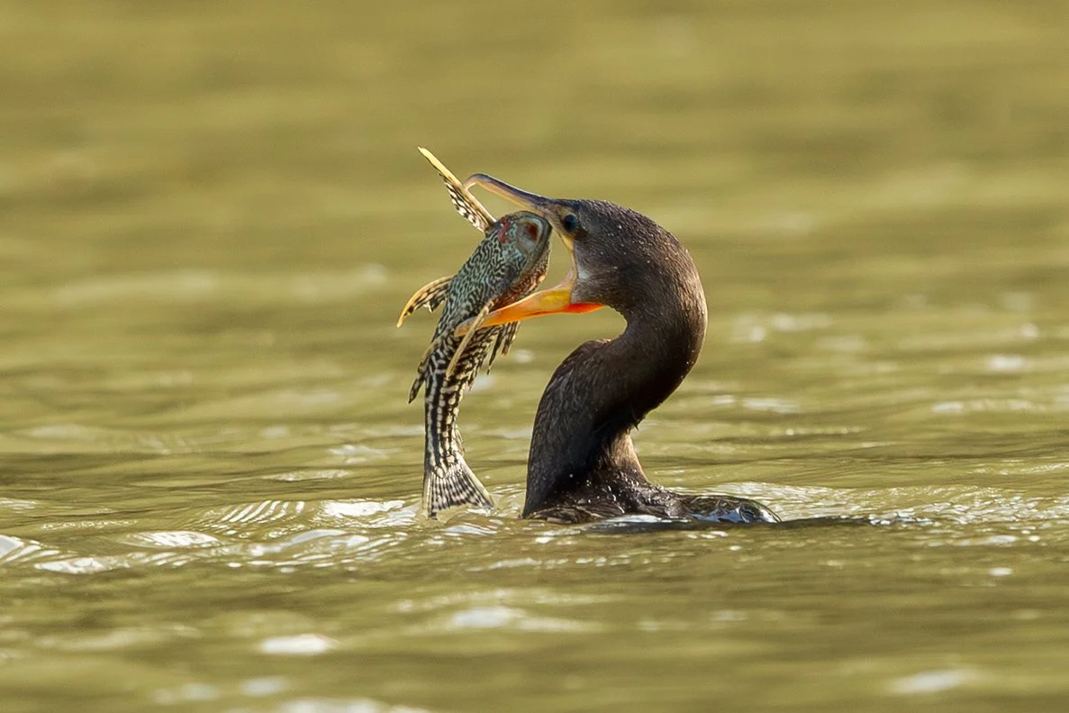 NEOTROPIC_CORMORANT_02.jpg