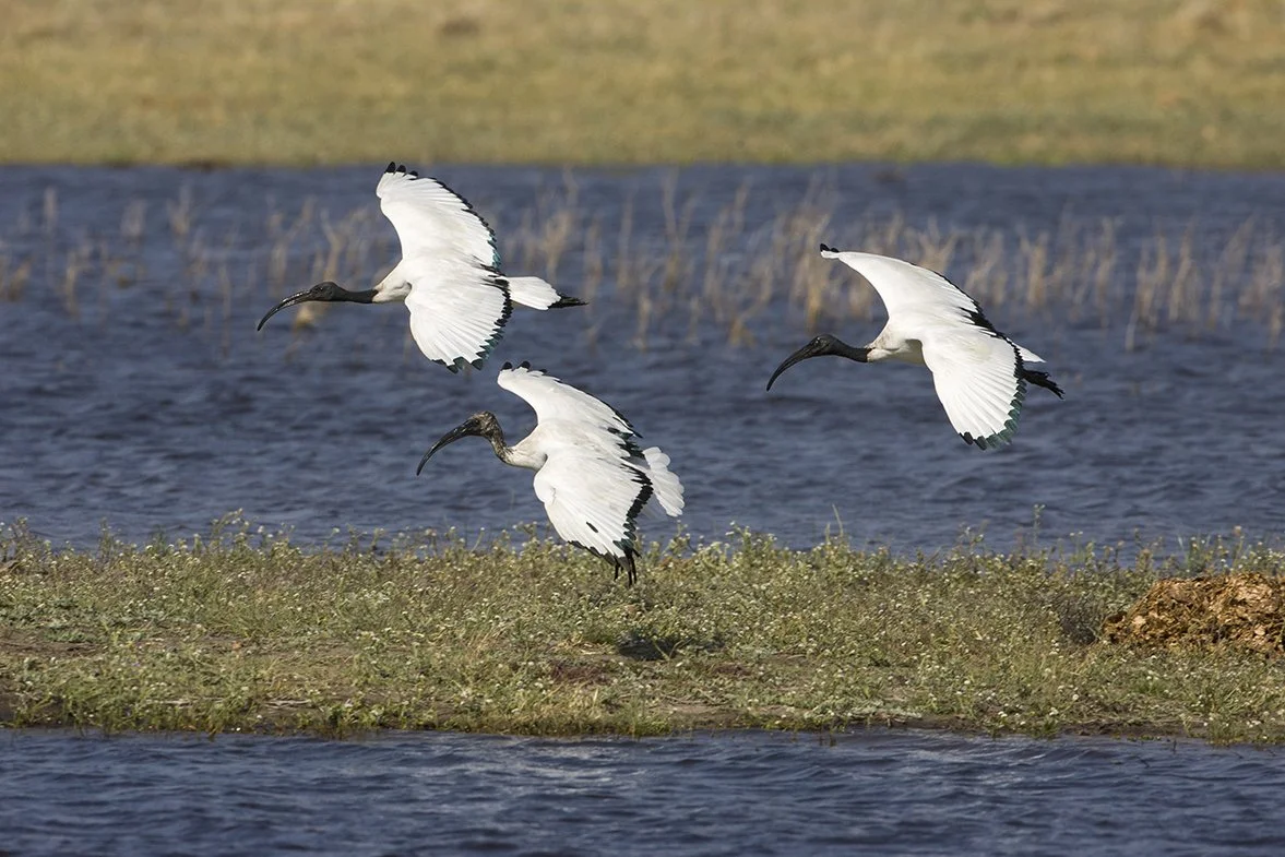 AFRICAN_SACRED_IBIS_04.jpg