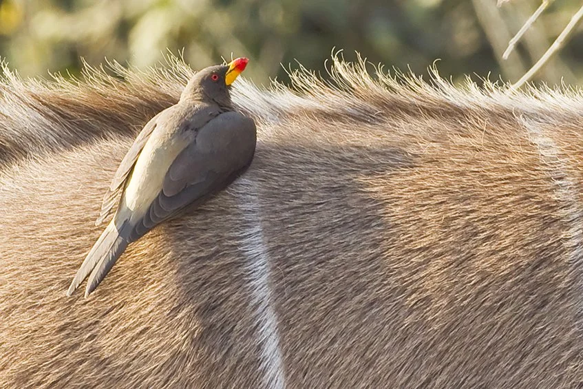 YELLOW_BILLED_OXPECKER_03.jpg