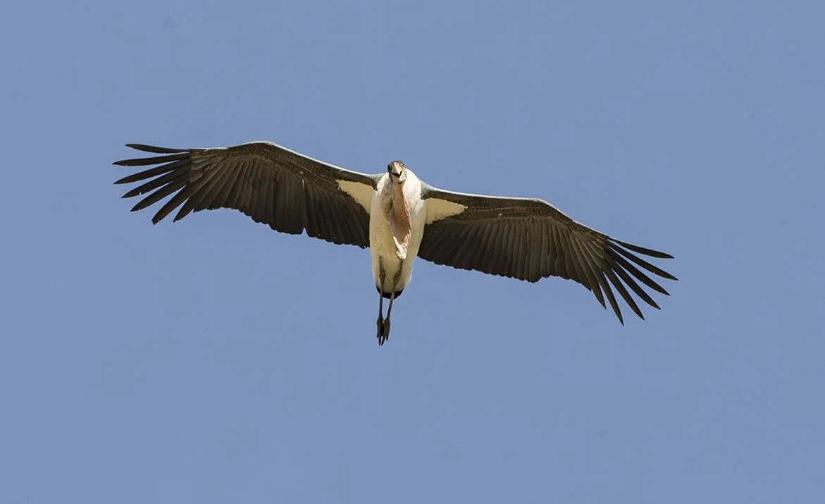 MARABOU_STORK_04.jpg
