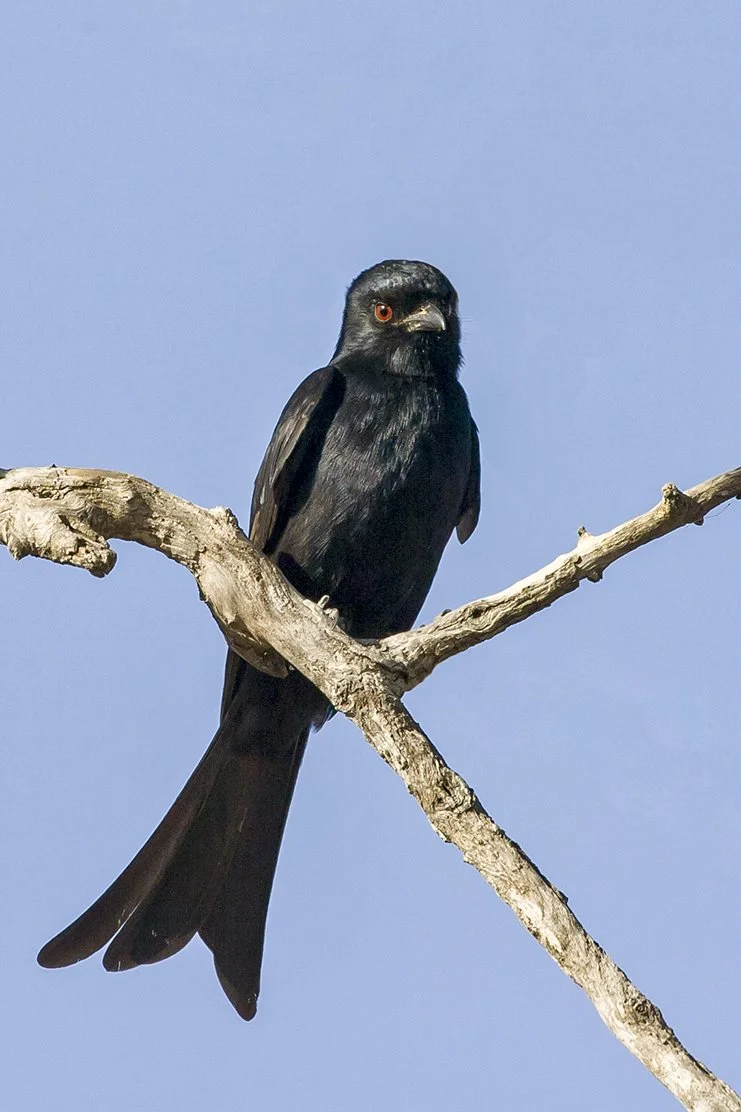 FORK-TAILED DRONGO
