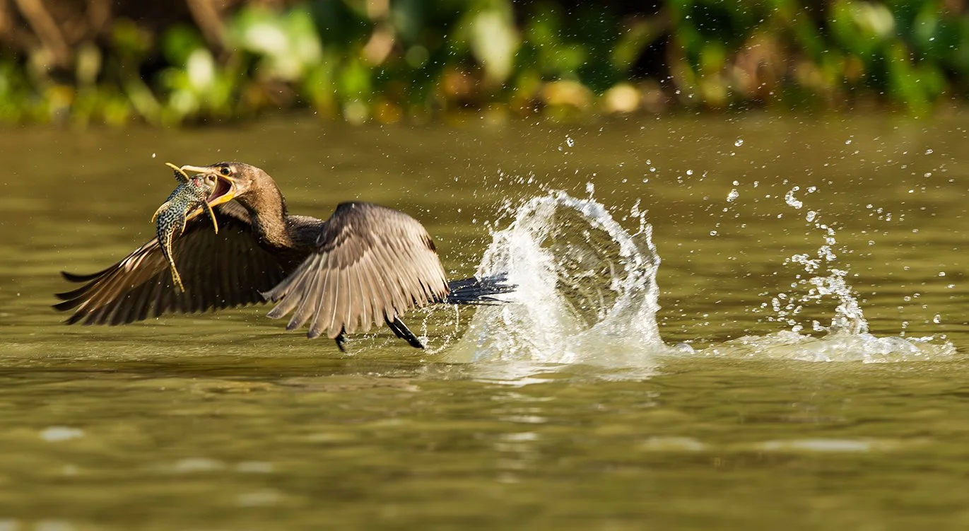NEOTROPIC CORMORANT