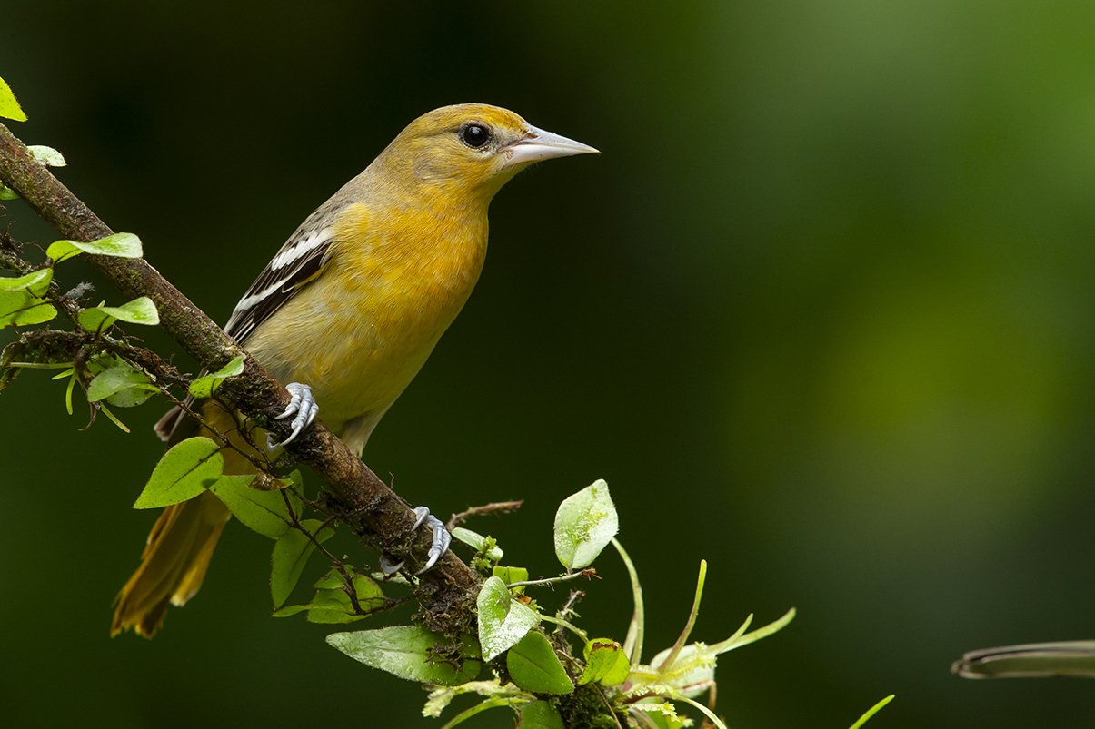 BALTIMORE ORIOLE