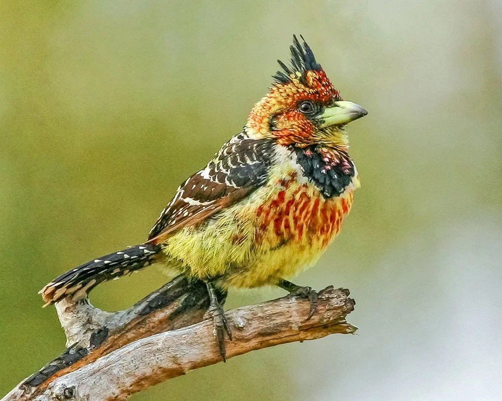 CRESTED BARBET