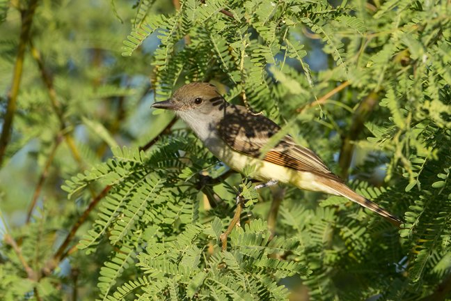 BROWN-CRESTED FLYCATCHER
