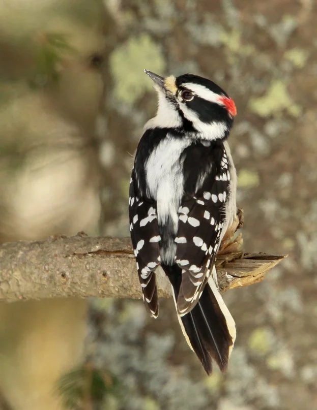 DOWNY WOODPECKER