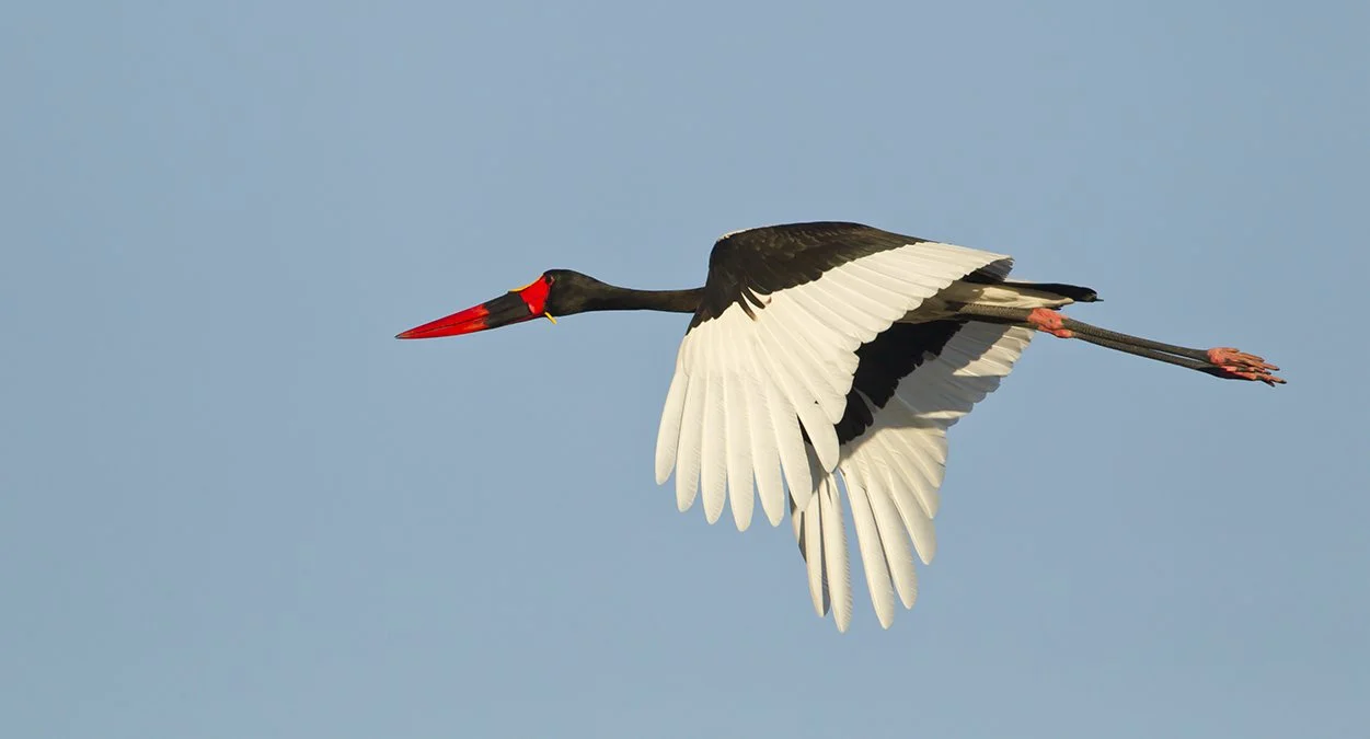 SADDLE_BILLED_STORK_07.jpg