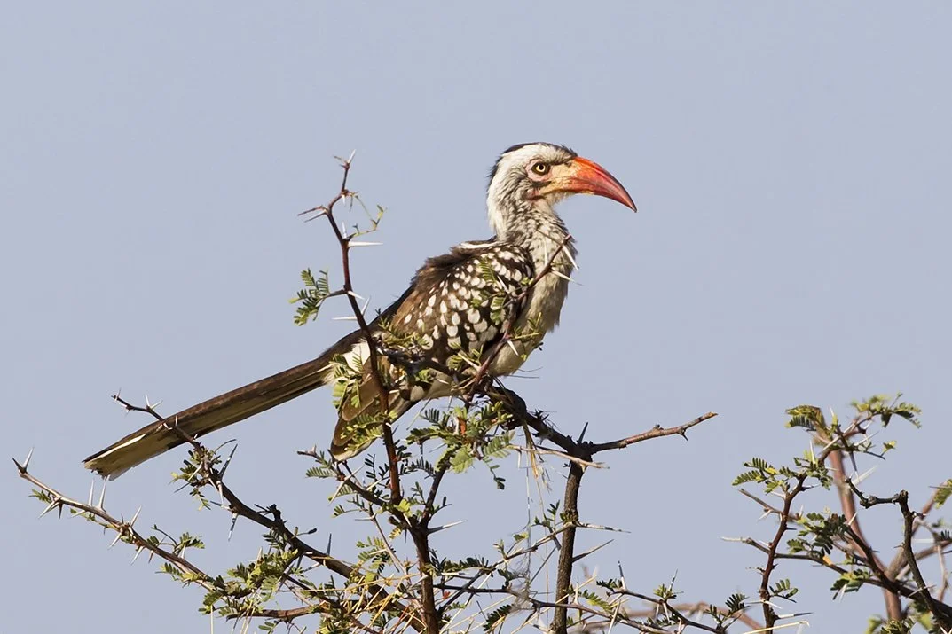 SOUTHERN_RED_BILLED_HORNBILL_08.jpg
