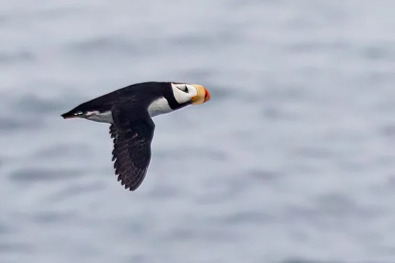 HORNED PUFFIN