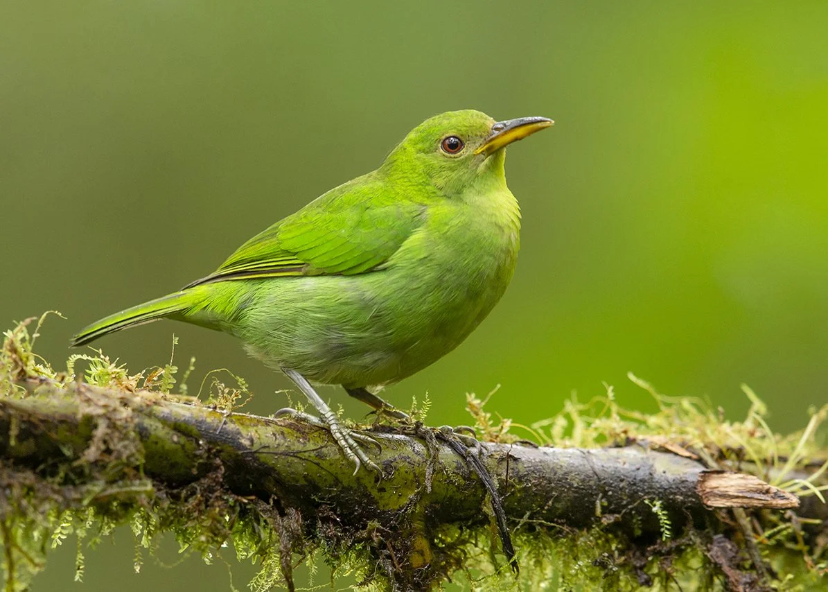 GREEN_HONEYCREEPER_04.jpg