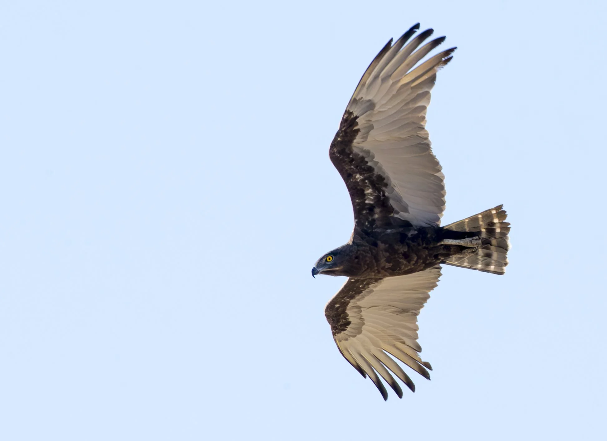 BROWN_SNAKE_EAGLE_02.jpg