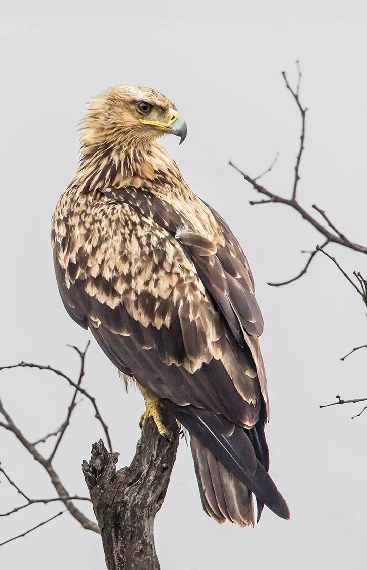 TAWNY_EAGLE_02.jpg