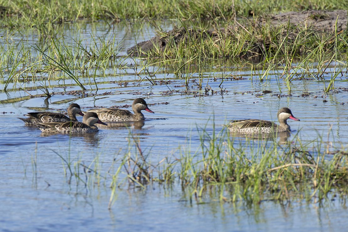 RED-BILLED TEAL