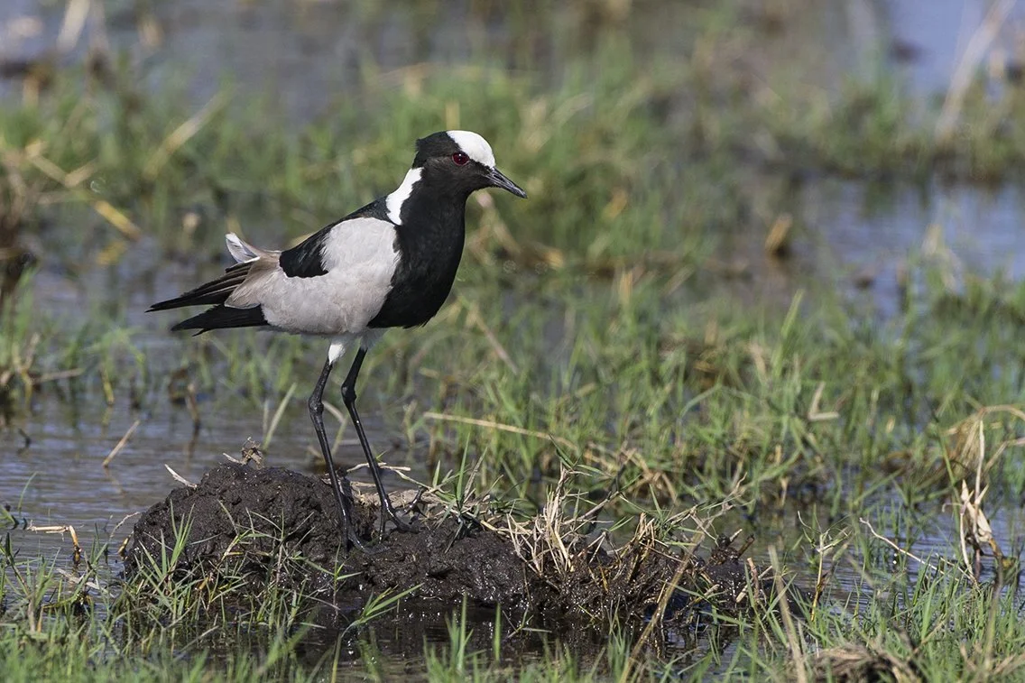 BLACKSMITH_LAPWING_05.jpg