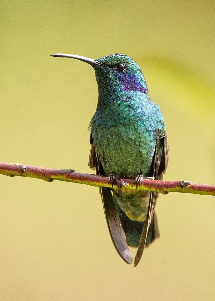GREEN_VIOLETEAR_01.jpg