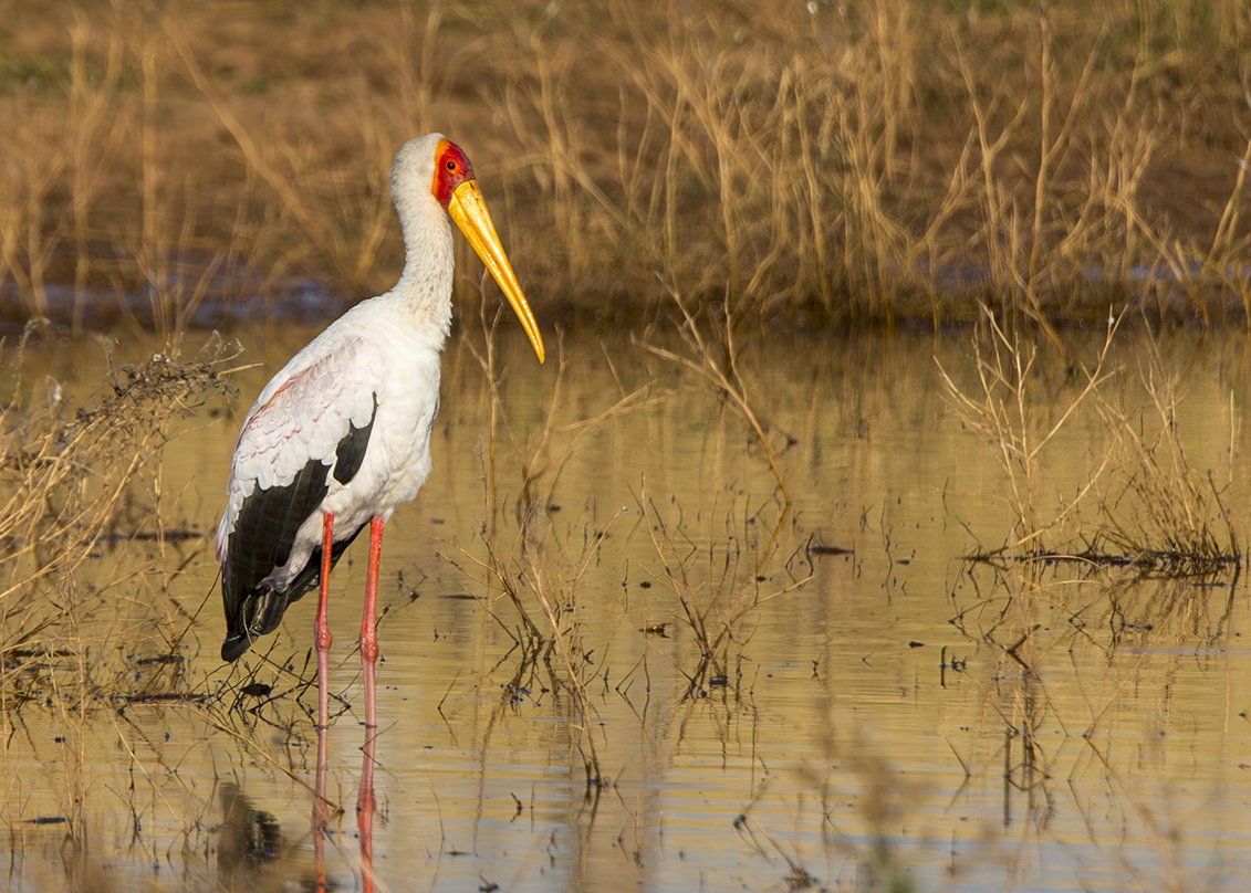 YELLOW-BILLED STORK