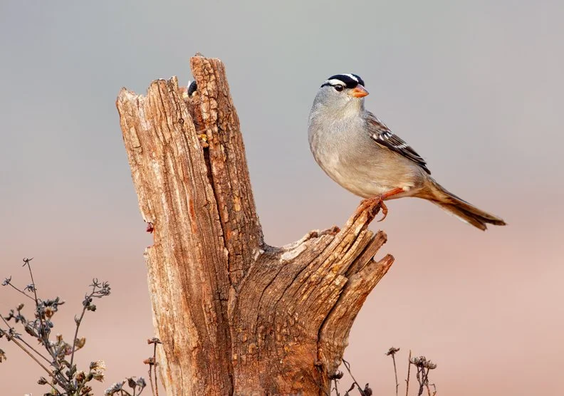 WHITE-CROWNED SPARROW