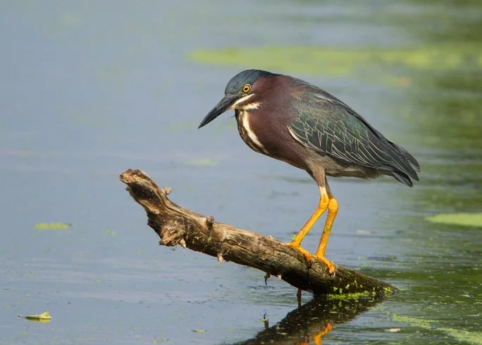 GREEN HERON