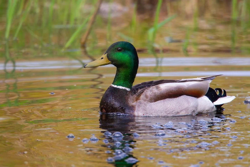 MALLARD