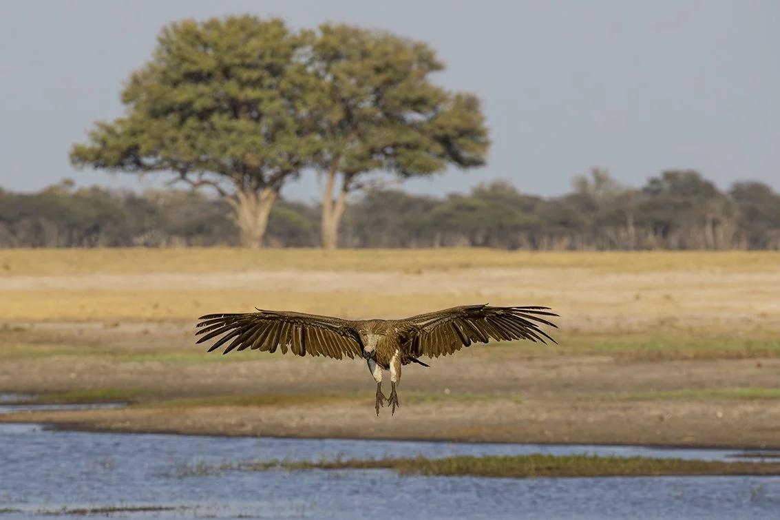 WHITE_BACKED_VULTURE_16.jpg