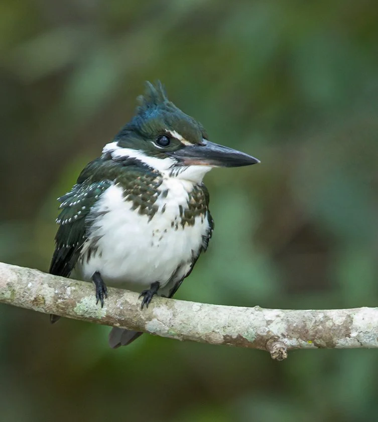 AMAZON_KINGFISHER_04.jpg