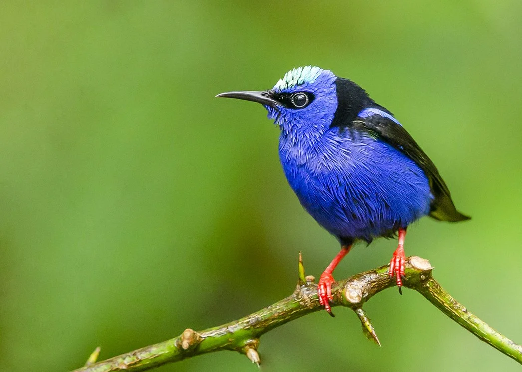 RED-LEGGED HONEYCREEPER