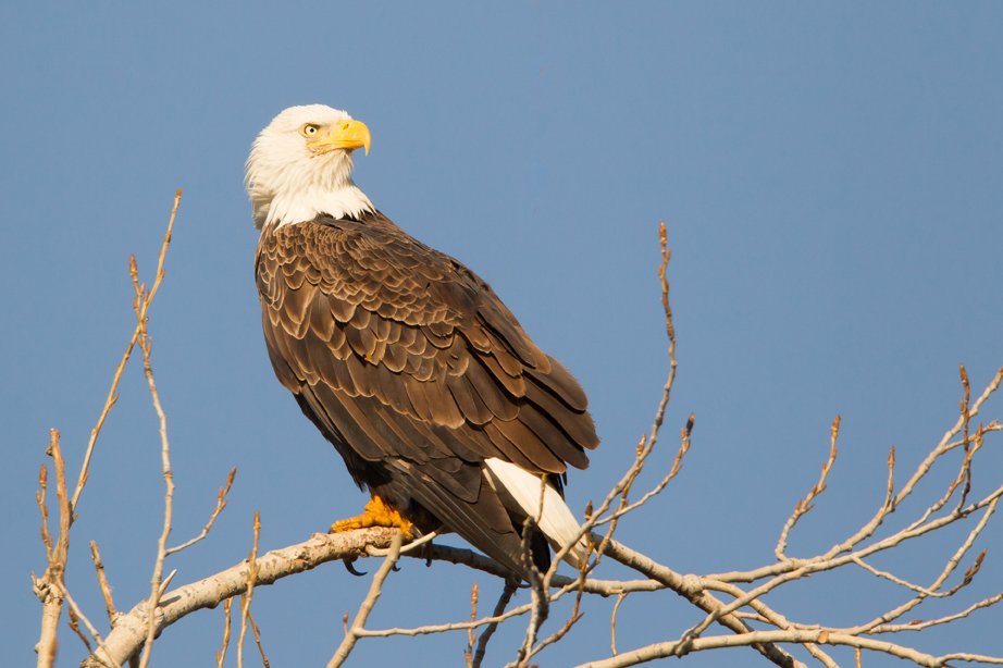 BALD EAGLE