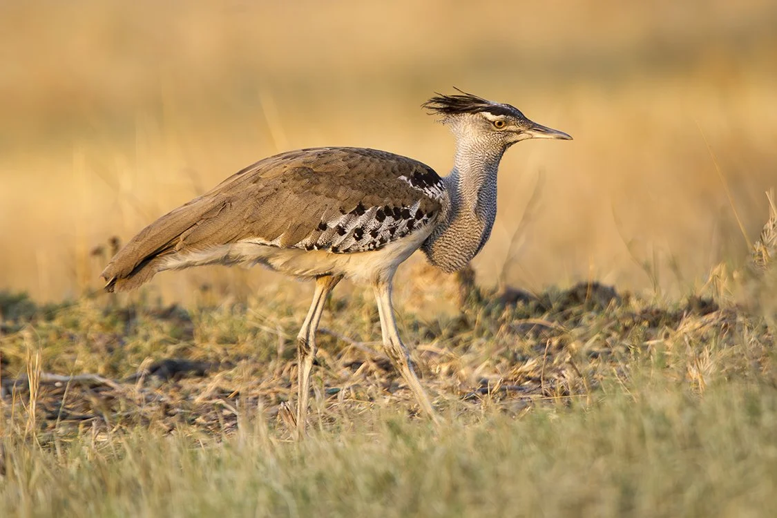 KORI_BUSTARD_02.jpg