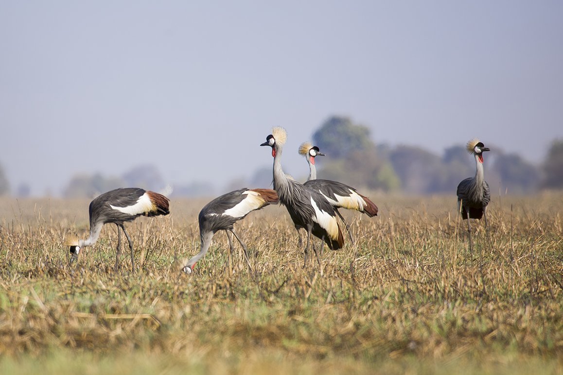 GREY_CROWNED_CRANE_07.jpg